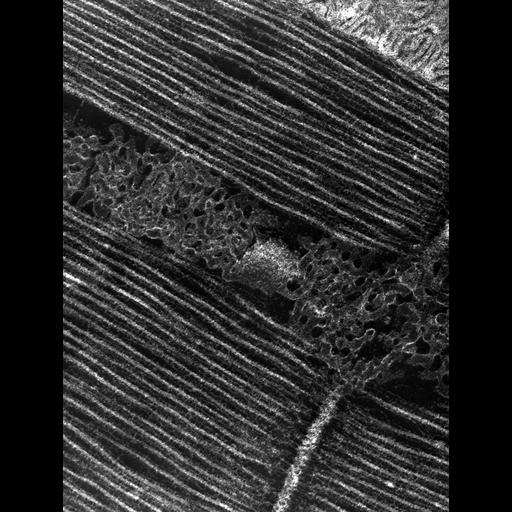  Cell Types:flight muscle cell Cell Components:myofibril, mitochondrion, sarcoplasmic reticulum, T-tubule; Biological process:skeletal muscle contraction, mitochondrial proton-transporting ATP synthase complex assembly, sequestering of calcium ion, membrane depolarization;