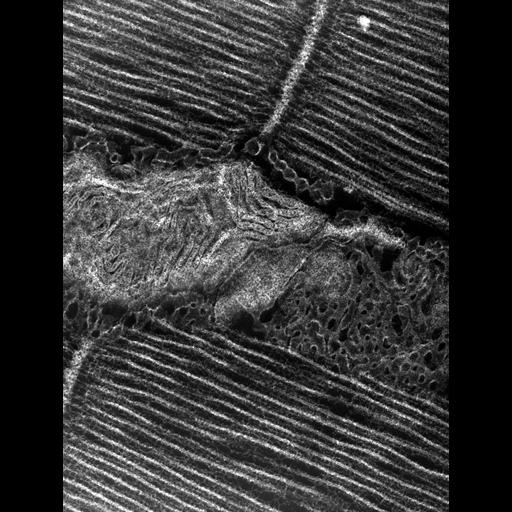  Cell Types:flight muscle cell Cell Components:myofibril, mitochondrion, sarcoplasmic reticulum, T-tubule; Biological process:skeletal muscle contraction, mitochondrial proton-transporting ATP synthase complex assembly, sequestering of calcium ion, membrane depolarization;