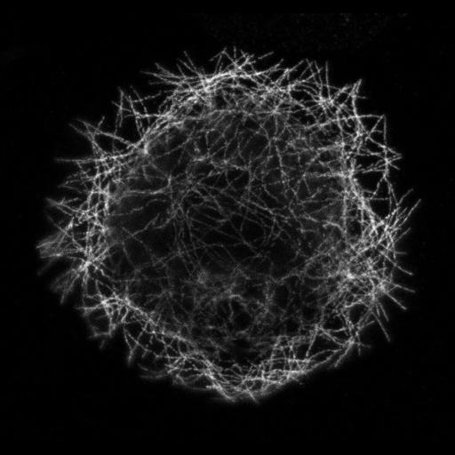  NCBI Organism:Drosophila melanogaster; Cell Types:epithelial cell Cell Components:microtubule Biological process:microtubule cytoskeleton organization