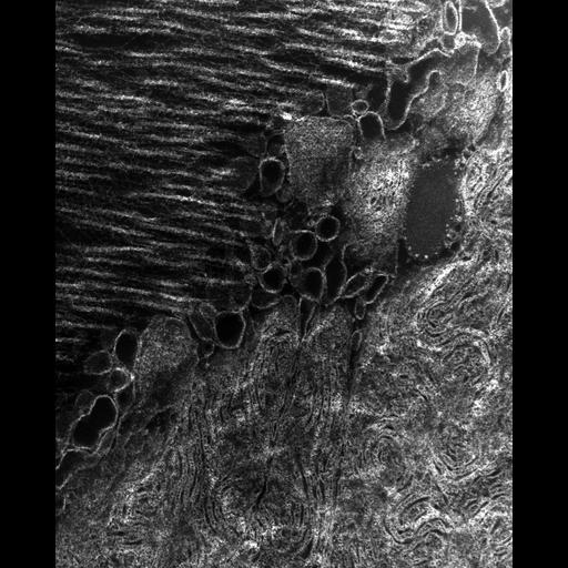  Cell Types:flight muscle cell Cell Components:myofibril, mitochondrion, sarcoplasmic reticulum, T-tubule; Biological process:skeletal muscle contraction, mitochondrial proton-transporting ATP synthase complex assembly, sequestering of calcium ion, membrane depolarization;