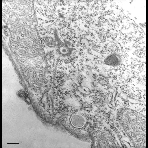  NCBI Organism:Tetrahymena pyriformis; Cell Types:cell by organism, eukaryotic cell, , ; Cell Components:microtubule basal body, microtubule associated complex, mitochondrion, pellicle; Biological process:cortical cytoskeleton organization