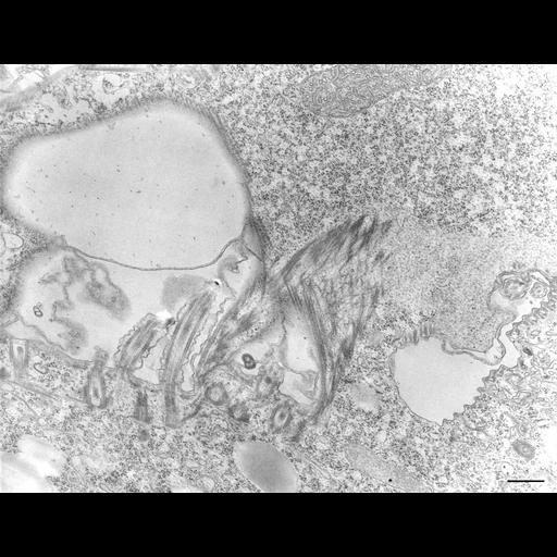  NCBI Organism:Tetrahymena pyriformis; Cell Types:cell by organism, eukaryotic cell, , ; Cell Components:oral apparatus Biological process:oral apparatus organization