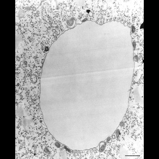  NCBI Organism:Tetrahymena pyriformis; Cell Types:cell by organism, eukaryotic cell, , ; Cell Components:food vacuole, , microtubule associated complex; Biological process:phagosome acidification, digestive system process;