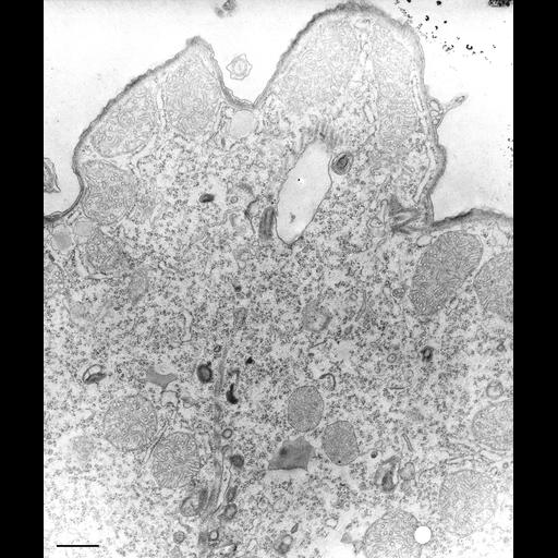  NCBI Organism:Tetrahymena pyriformis; Cell Types:cell by organism, eukaryotic cell, , ; Cell Components:, plasma membrane, ; Biological process:digestive system process