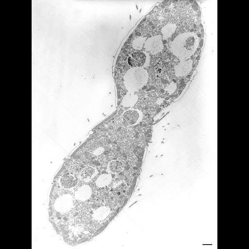  NCBI Organism:Tetrahymena pyriformis; Cell Types:cell by organism, eukaryotic cell, , ; Cell Components:cell