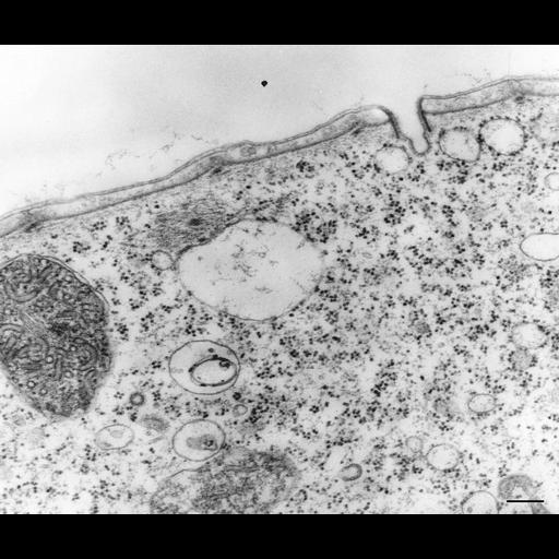  NCBI Organism:Vorticella convallaria; Cell Types:cell by organism, eukaryotic cell, , ; Cell Components:pellicle, cell cortex, coated pit, clathrin coat, rough endoplasmic reticulum membrane; Biological process:clathrin coat assembly, vesicle targeting, rough ER to cis-Golgi;