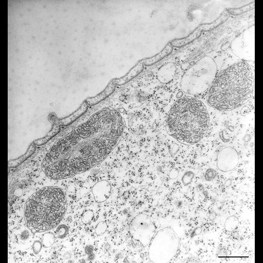  NCBI Organism:Vorticella convallaria; Cell Types:cell by organism, eukaryotic cell, , ; Cell Components:cell cortex, mitochondrial envelope, mitochondrial inner membrane, mitochondrial chromosome; Biological process:cortical cytoskeleton organization, mitochondrion organization, mitochondrion inheritance;