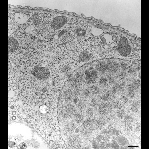  NCBI Organism:Vorticella convallaria; Cell Types:cell by organism, eukaryotic cell, , ; Cell Components:macronucleus, nucleolus, microtubule associated complex, phagocytic cup, phagocytic vesicle membrane, ; Biological process:macronucleus organization, digestive system process;