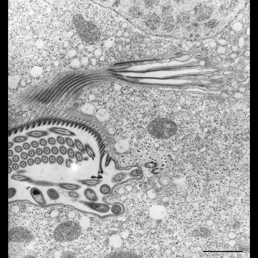  NCBI Organism:Vorticella convallaria; Cell Types:cell by organism, eukaryotic cell, , ; Cell Components:oral apparatus, food vacuole, cortical microtubule cytoskeleton; Biological process:response to food, digestive system process;