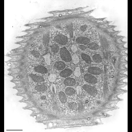  NCBI Organism:Vorticella convallaria; Cell Types:cell by organism, eukaryotic cell, , ; Cell Components:pellicle, endoplasmic reticulum, mitochondrion, cell cortex; Biological process:cortical cytoskeleton organization