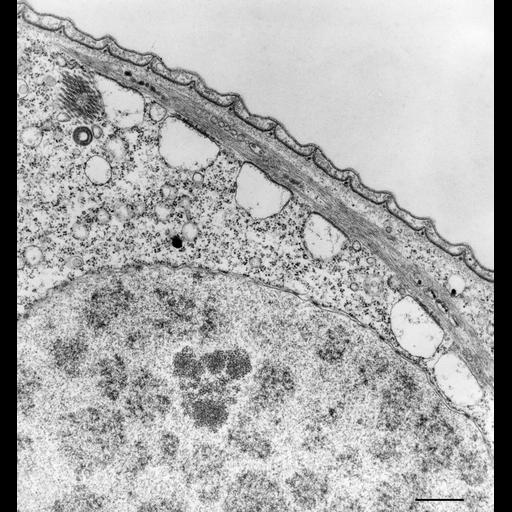  NCBI Organism:Vorticella convallaria; Cell Types:cell by organism, eukaryotic cell, , ; Cell Components:cell cortex, macronucleus, endoplasmic reticulum, ; Biological process:cortical cytoskeleton organization, macronucleus organization, endoplasmic reticulum organization, digestive system process;