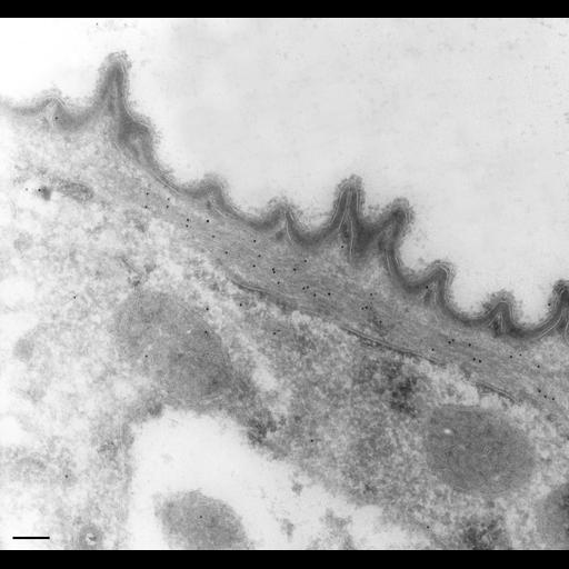  NCBI Organism:Vorticella convallaria; Cell Types:cell by organism, eukaryotic cell, , ; Cell Components:cell cortex, plasma membrane, myofibril; Biological process:regulation of myofibril size, plasma membrane organization, ;