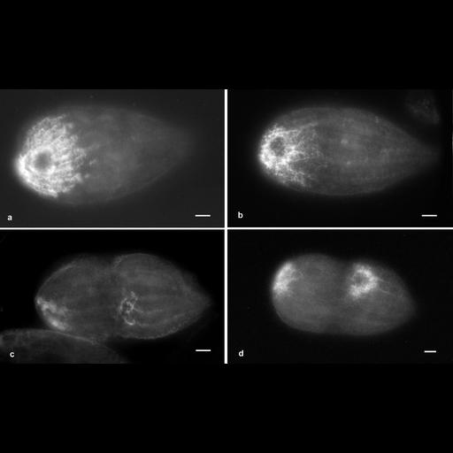  NCBI Organism:Tetrahymena pyriformis; Cell Types:cell by organism, eukaryotic cell, , ; Cell Components:contractile vacuole, vacuolar proton-transporting V-type ATPase, V0 domain; Biological process:contractile vacuole organization