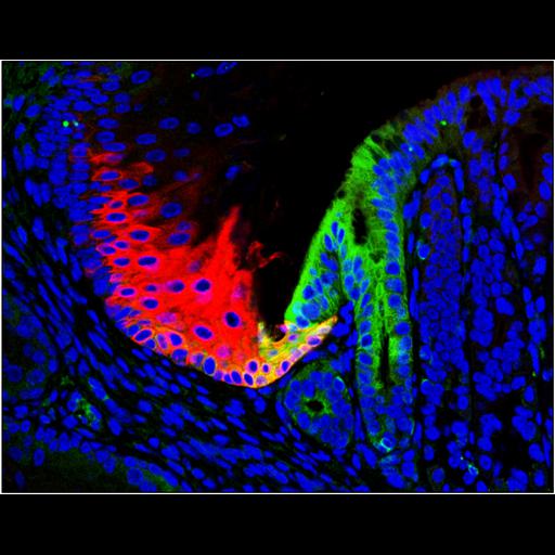  NCBI Organism:Mus musculus; Cell Types:, ;