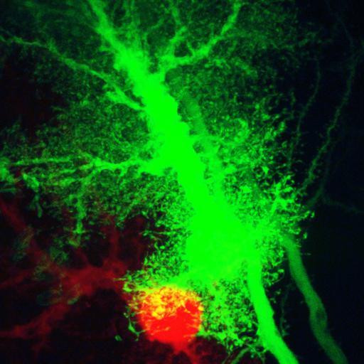  NCBI Organism:Rattus; Cell Types:astrocyte Cell Components:cell projection cytoplasm, cell body; Biological process:forebrain astrocyte development