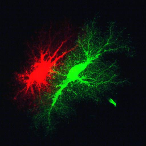  NCBI Organism:Rattus; Cell Types:astrocyte Cell Components:cell projection cytoplasm, cell body; Biological process:forebrain astrocyte development