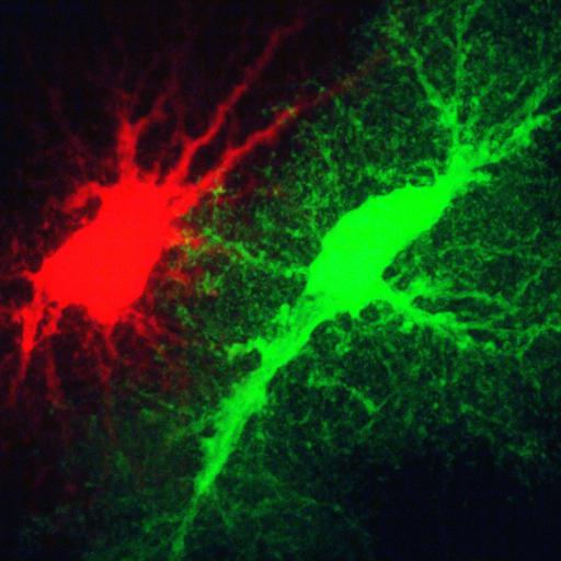  NCBI Organism:Rattus; Cell Types:astrocyte Cell Components:cell projection cytoplasm, cell body; Biological process:forebrain astrocyte development