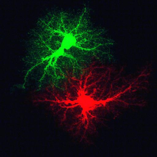  NCBI Organism:Rattus; Cell Types:astrocyte Cell Components:cell projection cytoplasm, cell body; Biological process:forebrain astrocyte development