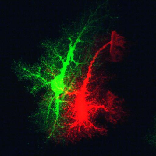  NCBI Organism:Rattus; Cell Types:astrocyte Cell Components:cell projection cytoplasm, cell body; Biological process:forebrain astrocyte development