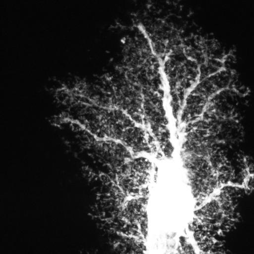  NCBI Organism:Rattus; Cell Types:astrocyte Cell Components:cell projection cytoplasm, cell body; Biological process:forebrain astrocyte development