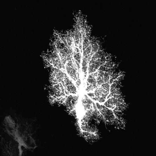  NCBI Organism:Rattus; Cell Types:astrocyte Cell Components:cell projection cytoplasm, cell body; Biological process:forebrain astrocyte development