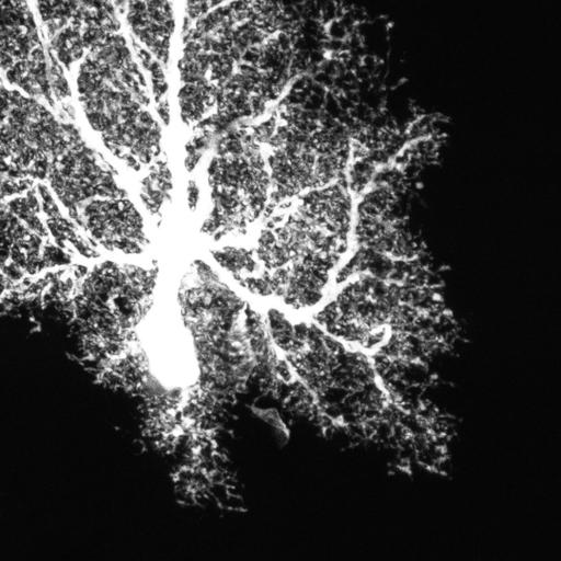  NCBI Organism:Rattus; Cell Types:astrocyte Cell Components:cell projection cytoplasm, cell body; Biological process:forebrain astrocyte development