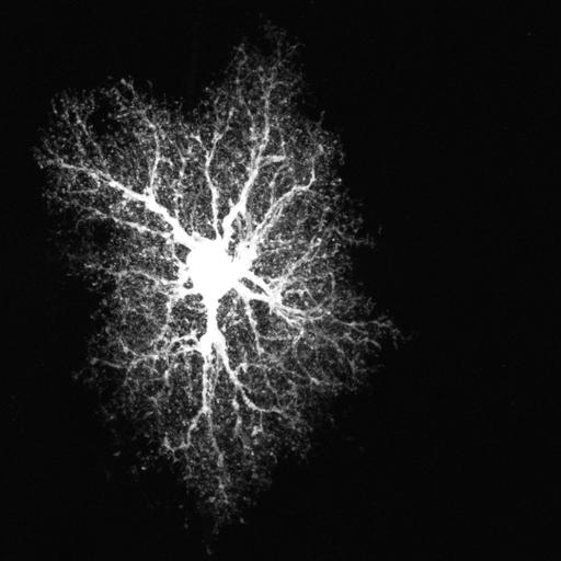  NCBI Organism:Rattus; Cell Types:astrocyte Cell Components:cell projection cytoplasm, cell body; Biological process:forebrain astrocyte development