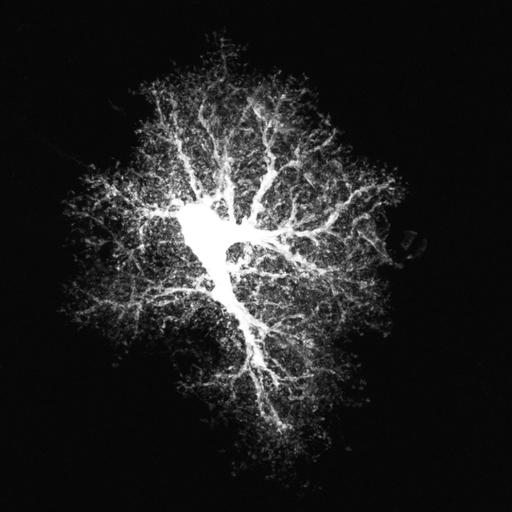  NCBI Organism:Rattus; Cell Types:astrocyte Cell Components:cell projection cytoplasm, cell body; Biological process:forebrain astrocyte development