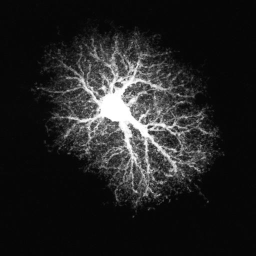  NCBI Organism:Rattus; Cell Types:astrocyte Cell Components:cell projection cytoplasm, cell body; Biological process:forebrain astrocyte development