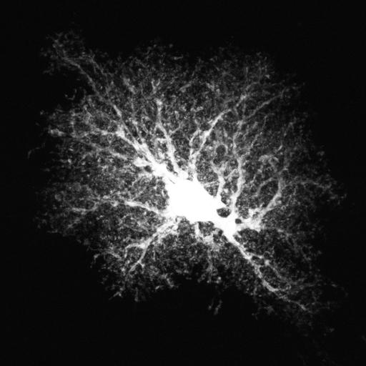  NCBI Organism:Rattus; Cell Types:astrocyte Cell Components:cell projection cytoplasm, cell body; Biological process:forebrain astrocyte development