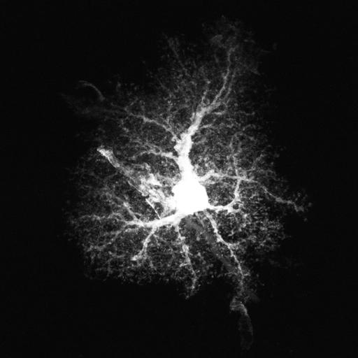  NCBI Organism:Rattus; Cell Types:astrocyte Cell Components:cell projection cytoplasm, cell body; Biological process:forebrain astrocyte development