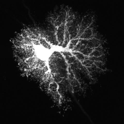  NCBI Organism:Rattus; Cell Types:astrocyte Cell Components:cell projection cytoplasm, cell body; Biological process:forebrain astrocyte development