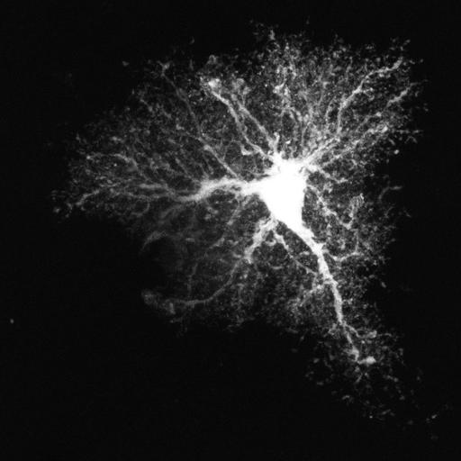  NCBI Organism:Rattus; Cell Types:astrocyte Cell Components:cell projection cytoplasm, cell body; Biological process:forebrain astrocyte development