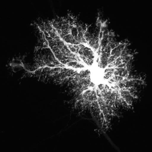  NCBI Organism:Rattus; Cell Types:astrocyte Cell Components:cell projection cytoplasm, cell body; Biological process:forebrain astrocyte development