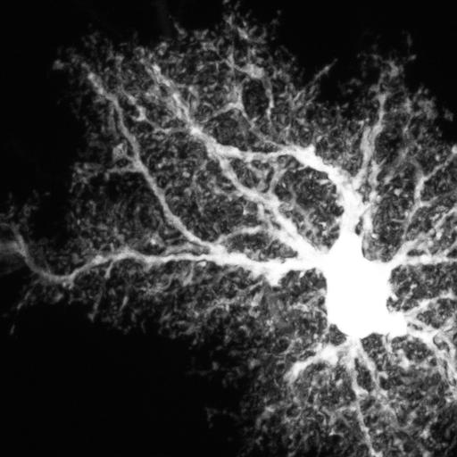  NCBI Organism:Rattus; Cell Types:astrocyte Cell Components:cell projection cytoplasm, cell body; Biological process:forebrain astrocyte development