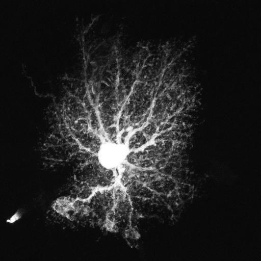  NCBI Organism:Rattus; Cell Types:astrocyte Cell Components:cell projection cytoplasm, cell body; Biological process:forebrain astrocyte development