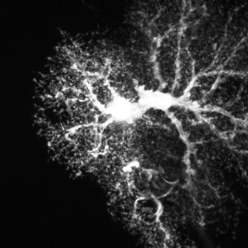  NCBI Organism:Rattus; Cell Types:astrocyte Cell Components:cell projection cytoplasm, cell body; Biological process:forebrain astrocyte development