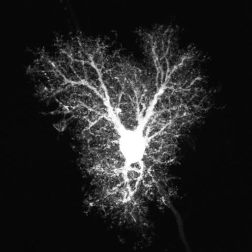  NCBI Organism:Rattus; Cell Types:astrocyte Cell Components:cell projection cytoplasm, cell body; Biological process:forebrain astrocyte development