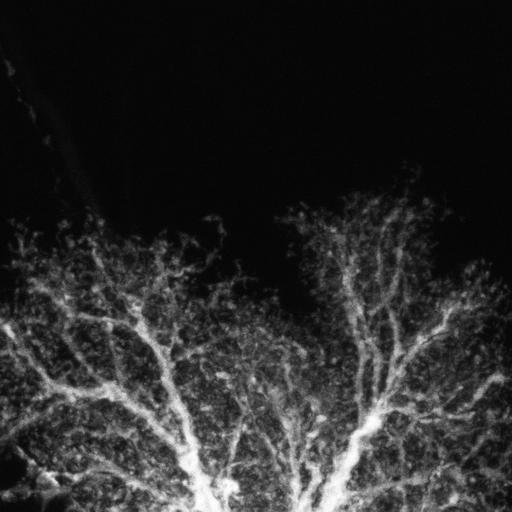  NCBI Organism:Rattus; Cell Types:astrocyte Cell Components:cell projection cytoplasm, cell body; Biological process:forebrain astrocyte development