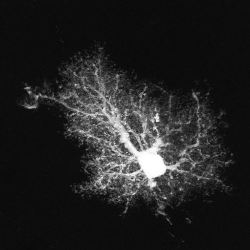  NCBI Organism:Rattus; Cell Types:astrocyte Cell Components:cell projection cytoplasm, cell body; Biological process:forebrain astrocyte development