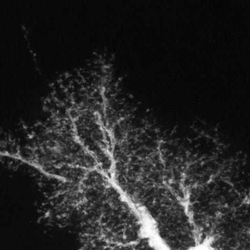  NCBI Organism:Rattus; Cell Types:astrocyte Cell Components:cell projection cytoplasm, cell body; Biological process:forebrain astrocyte development