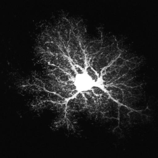  NCBI Organism:Rattus; Cell Types:astrocyte Cell Components:cell projection cytoplasm, cell body; Biological process:forebrain astrocyte development