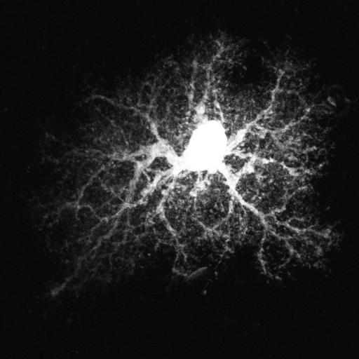  NCBI Organism:Rattus; Cell Types:astrocyte Cell Components:cell projection cytoplasm, cell body; Biological process:forebrain astrocyte development