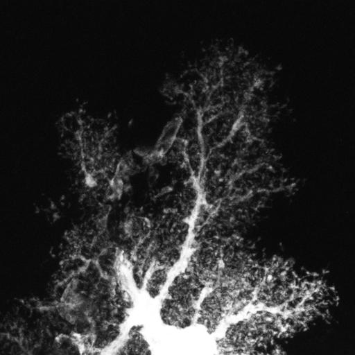  NCBI Organism:Rattus; Cell Types:astrocyte Cell Components:cell projection cytoplasm, cell body; Biological process:forebrain astrocyte development