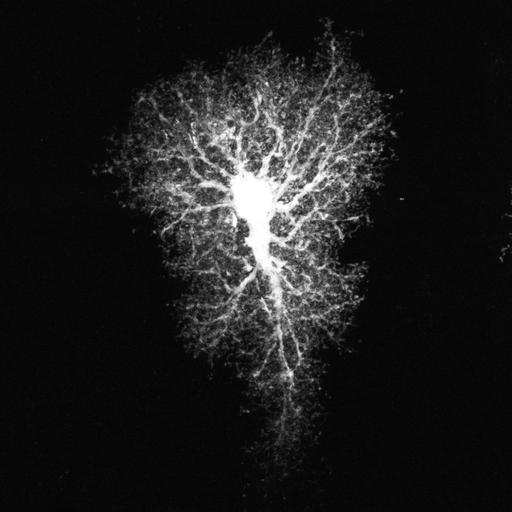  NCBI Organism:Rattus; Cell Types:astrocyte Cell Components:cell projection cytoplasm, cell body; Biological process:forebrain astrocyte development