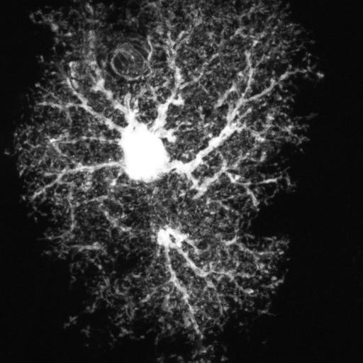  NCBI Organism:Rattus; Cell Types:astrocyte Cell Components:cell projection cytoplasm, cell body; Biological process:forebrain astrocyte development