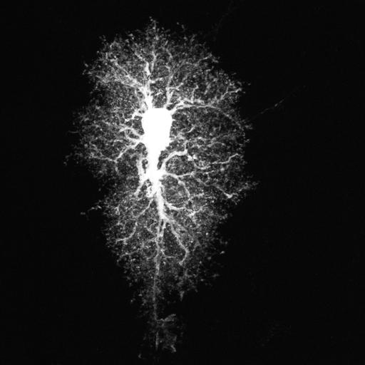  NCBI Organism:Rattus; Cell Types:astrocyte Cell Components:cell projection cytoplasm, cell body; Biological process:forebrain astrocyte development