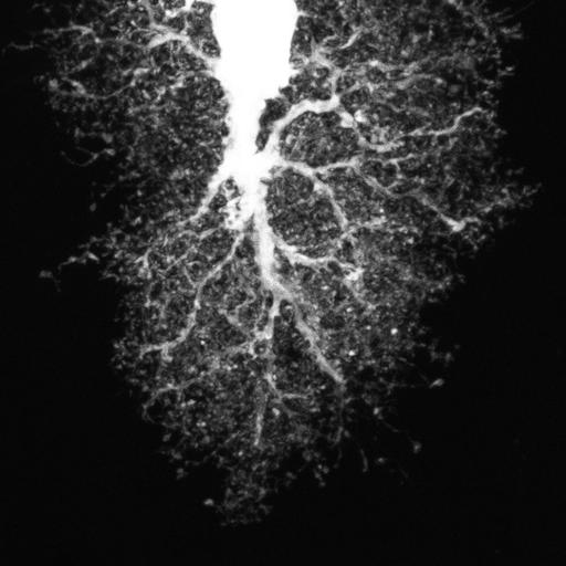  NCBI Organism:Rattus; Cell Types:astrocyte Cell Components:cell projection cytoplasm, cell body; Biological process:forebrain astrocyte development