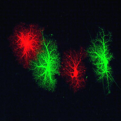  NCBI Organism:Rattus norvegicus; Cell Types:astrocyte Cell Components:cell projection cytoplasm, cell body; Biological process:forebrain astrocyte development, cell projection organization;