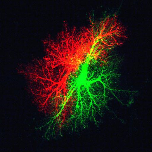  NCBI Organism:Rattus norvegicus; Cell Types:astrocyte Cell Components:cell projection cytoplasm, cell body; Biological process:forebrain astrocyte development, cell projection organization;